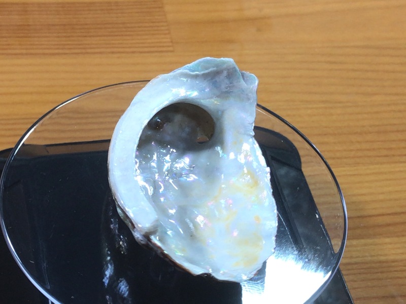 牡蠣の貝殻を磨いて艶出したネックレス素材 牡蠣の貝殻を磨いて艶出したネックレス素材