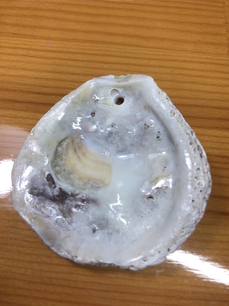サザエの蓋 ネックレス トップ サザエの蓋 ネックレス トップ